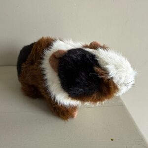 Cavia
